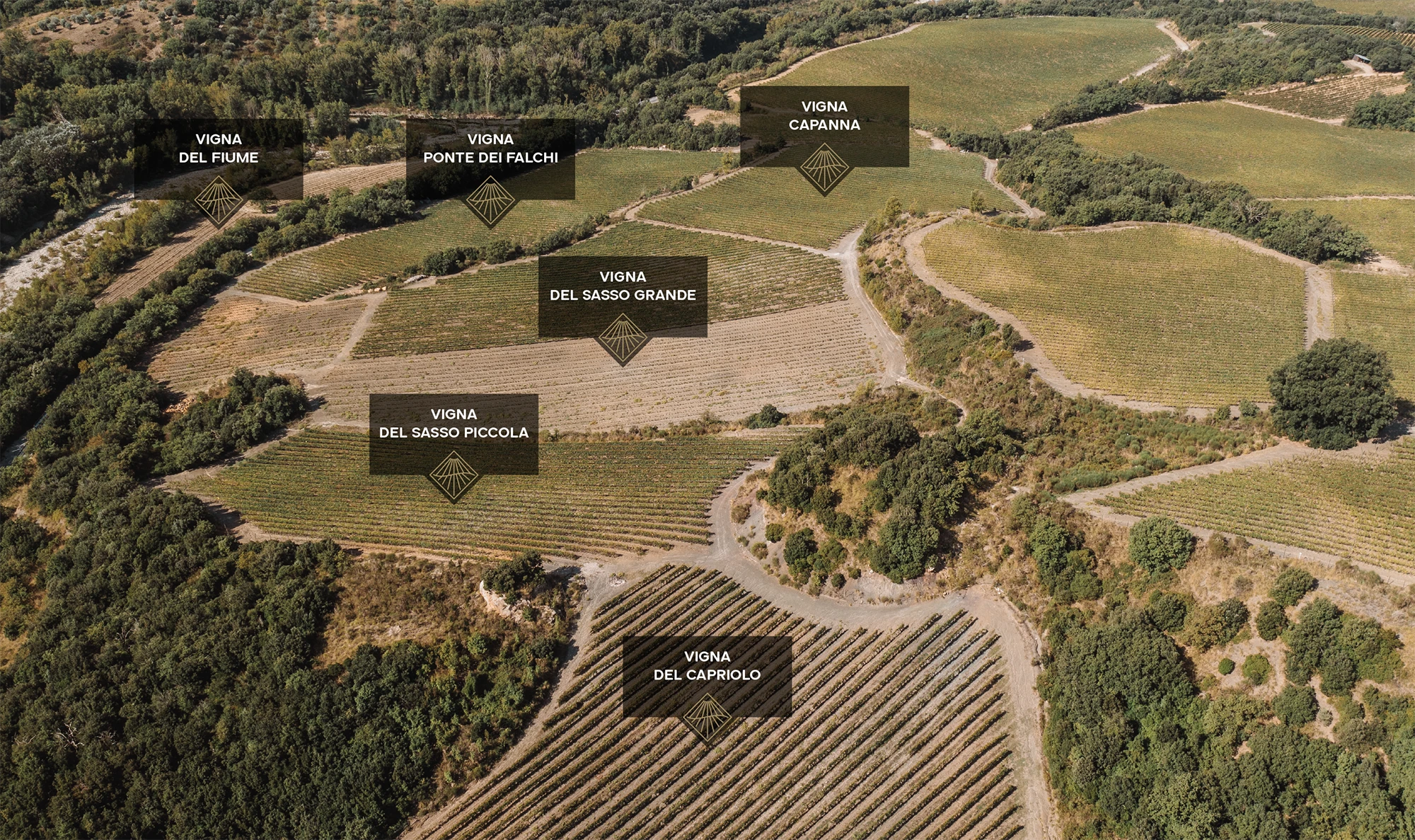 vineyards-brunello-montalcino-terrenere