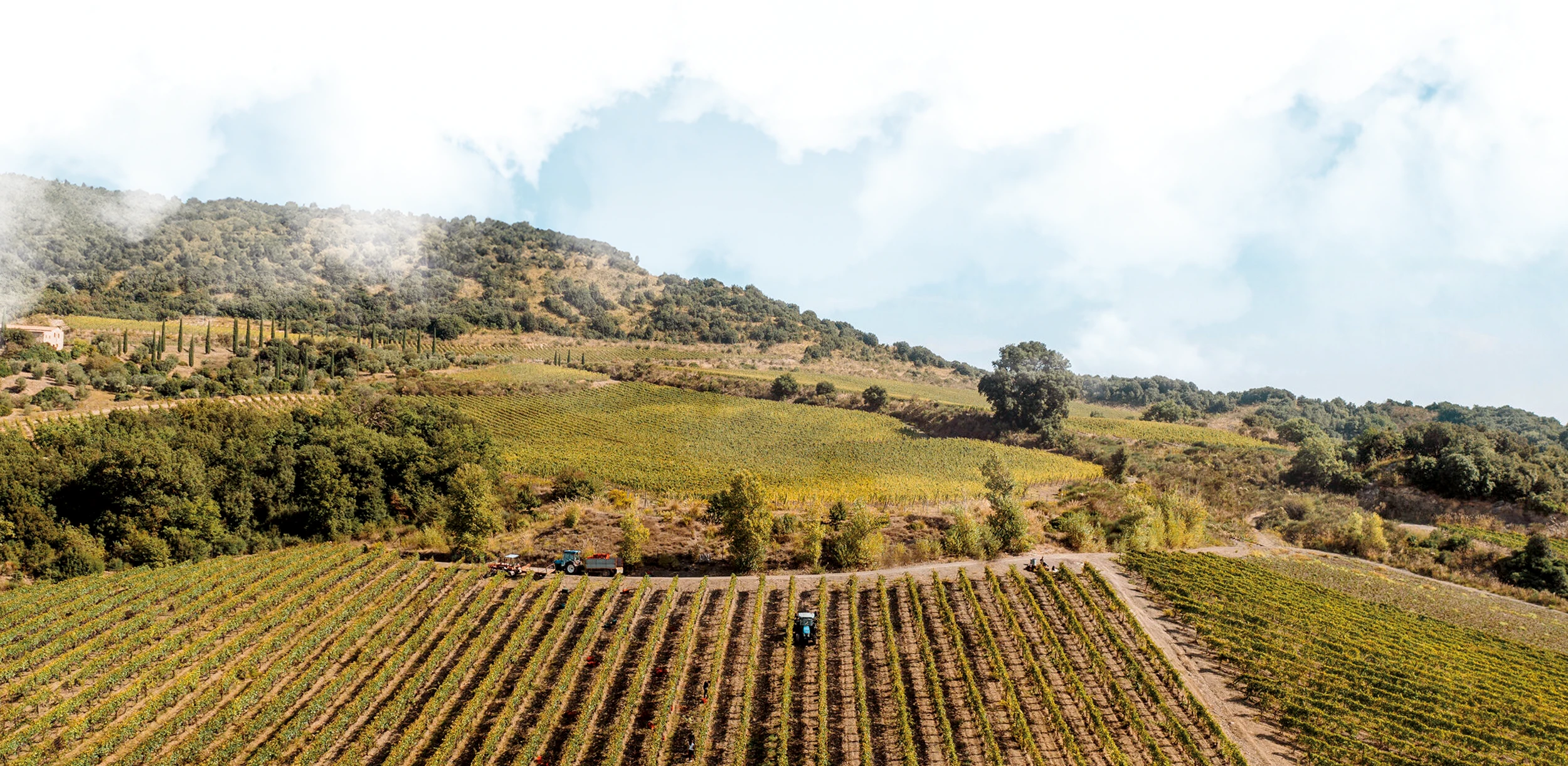 vineyards-brunello-montalcino
