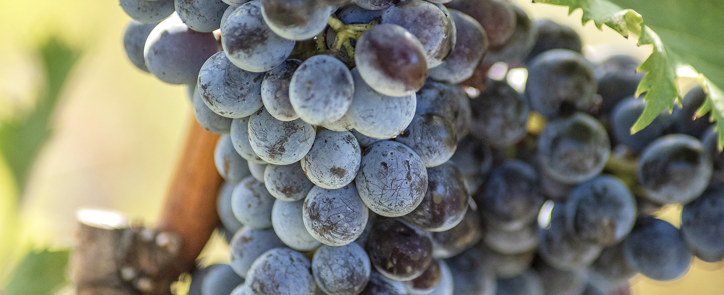 terre-nere-montalcino-grape-sangiovese